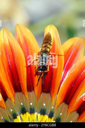 Europäischer Bienenwolf, Bienenwespe, Bienenwolf, Philanthus triangulum, méhfarkas, Ungarn, Magyarország, Europa Stockfoto