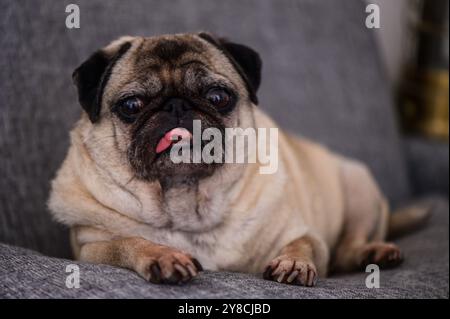 Ein Mops liegt auf einer Couch Stockfoto