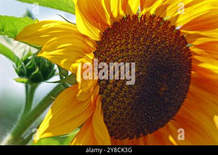 Vollbild des hellen goldenen Blütenkopfes der Common Sunflower Copper Queen (Helianthus annuus Copper Queen) Stockfoto