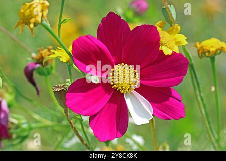 Spätsommer. Die Sonne scheint auf einem Vollbild einer hellrosa Cosmos bipinnatus Blume mit einem weißen Blütenblatt umgeben von Maismarigolds. Stockfoto