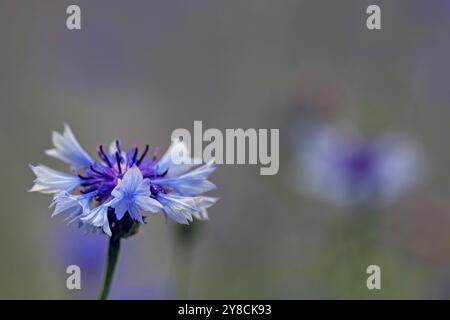 Nahaufnahme einer einzelnen blassblauen Kornblume (Centaurea Cyanus) vor einem zarten blassverschwommenen Hintergrund mit ätherischer Qualität. Kopierbereich. Juli. Stockfoto