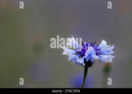 Nahaufnahme einer einzelnen blassblauen Kornblume (Centaurea Cyanus) vor einem zarten blassverschwommenen Hintergrund mit ätherischer Qualität. Kopierbereich. Juli. Stockfoto