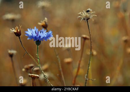 Spätsommer. Eine hellblaue Kornblume (Centaurea Cyanus) steht allein auf einer Wiese, wo andere Wildblumen zu Samenköpfen geworden sind. August England Stockfoto