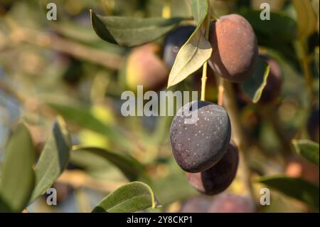 Details der schwarzen Oliven im Baum Stockfoto