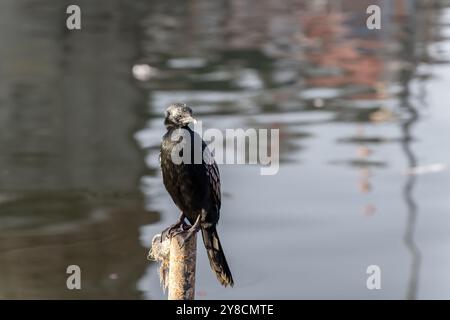 Der schwarze Kormoran sitzt morgens aus flachem Winkel am Ufer des Flusses Stockfoto