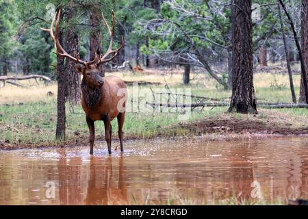 Bullenelch im Herbst im Jasper National Park, Kanada Stockfoto