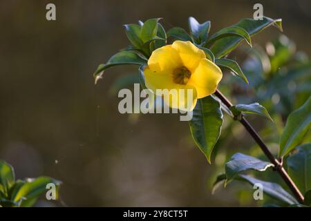 Im Vordergrund steht eine gelbe Blume mit grünen Blättern. Die Blume ist von grünen Blättern umgeben und bildet den Hauptfokus des Bildes Stockfoto