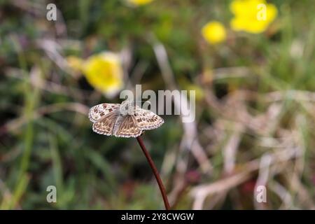 Schmuddeligen Skipper Butterfly - Erynnis tages Stockfoto