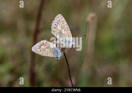 Gewöhnliches Paarungspaar mit blauem Schmetterling – Polyommatus icarus Stockfoto