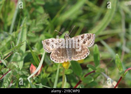 Dingy Skipper Butterfly männlich - Erynnis Tags Stockfoto
