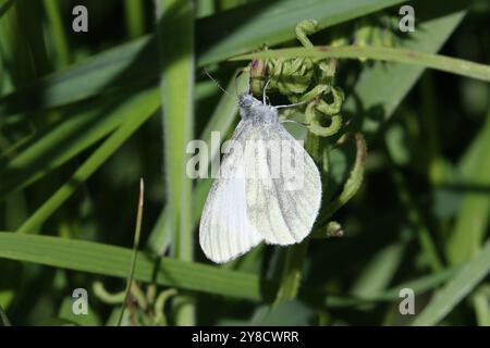 Cryptic Wood White Butterfly – Leptidea juvernica Stockfoto