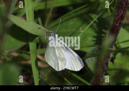 Cryptic Wood White Butterfly – Leptidea juvernica Stockfoto