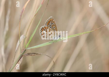 Gemeiner blauer Schmetterling weiblich - Polyommatus icarus Stockfoto