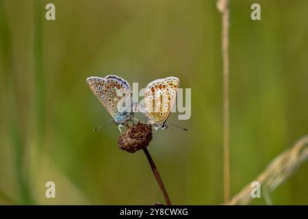 Gewöhnliches blaues Schmetterlingspaar - Polyommatus icarus Stockfoto