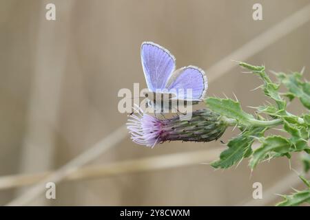 Gemeiner blauer Schmetterling männlich - Polyommatus icarus Stockfoto