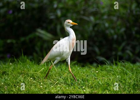 RINDERREIHER ( Bubulcus ibis) - Lake Victoria Uganda Stockfoto