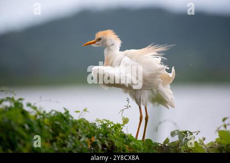 RINDERREIHER ( Bubulcus ibis) - Lake Victoria Uganda Stockfoto