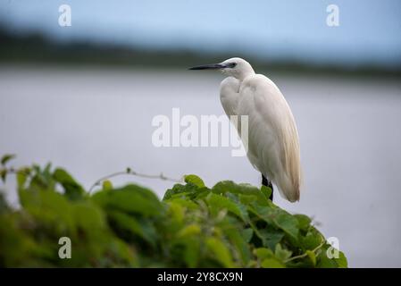 RINDERREIHER ( Bubulcus ibis) - Lake Victoria Uganda Stockfoto