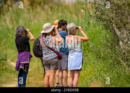 Einige Vogelbeobachtungen am SEO Birdlife Observatory in Riet Vell im Ebro Delta (Montsià, Tarragona, Katalonien, Spanien) Stockfoto