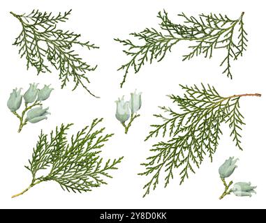 Thuja-Kegel und Äste isoliert auf weißem Hintergrund. Eine Reihe von Zweigen der immergrünen Nadelpflanze. Stockfoto