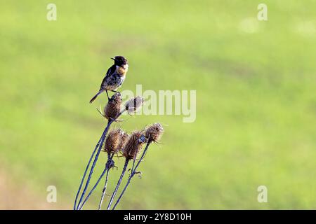 Ein gemeinsamer europäischer Steinechat in freier Wildbahn Stockfoto