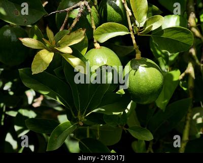 Runde Avocado-Früchte, die auf einem Baum hängen, persea americana in marie galante, antillen-Obstbäume und karibische Gartendetails Stockfoto