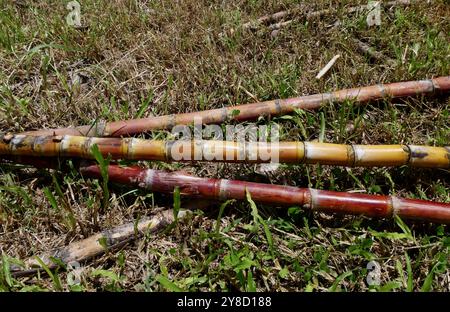 Drei ganze Stiele reifer Zuckerstangen verschiedener Sorten und Farben auf Gras Stockfoto