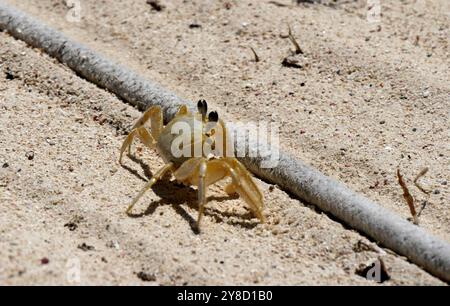 Atlantische Geisterkrabbe oder Ocypode Quadrata in der Nähe eines Seils am Sandstrand von Marie Galante, Kleinen antillen. Stockfoto