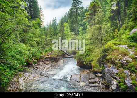 Mächtiger Bach, der durch einen üppigen grünen Wald in den italienischen Dolomiten fließt, Trentino Südtirol Stockfoto