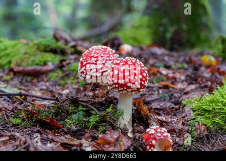 Ein wunderschönes Paar auffälliger roter Pilze, verziert mit weißen, bezaubernden Flecken, eingebettet in einen üppigen, lebhaften Wald Stockfoto