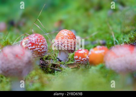 Ein wunderschönes Paar auffälliger roter Pilze, verziert mit weißen, bezaubernden Flecken, eingebettet in einen üppigen, lebhaften Wald Stockfoto