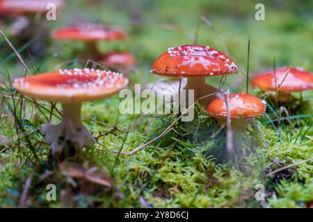 Ein wunderschönes Paar auffälliger roter Pilze, verziert mit weißen, bezaubernden Flecken, eingebettet in einen üppigen, lebhaften Wald Stockfoto