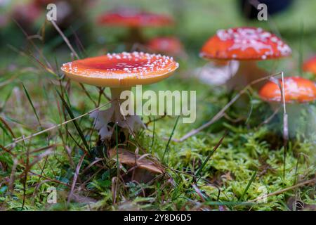 Ein wunderschönes Paar auffälliger roter Pilze, verziert mit weißen, bezaubernden Flecken, eingebettet in einen üppigen, lebhaften Wald Stockfoto