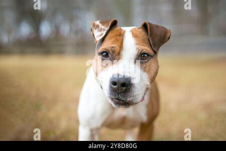 Ein süßer Beagle x Jack Russell Terrier Mischlingshund, der in die Kamera schaut Stockfoto