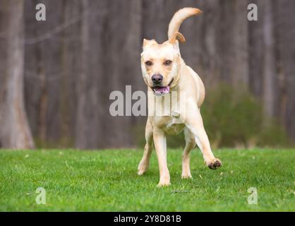 Ein verspielter Labrador Retriever Mischhund, der draußen läuft Stockfoto