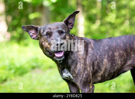 Ein gebindle Terrier Mischhund mit geschlossenen Augen und einem glücklichen Ausdruck Stockfoto