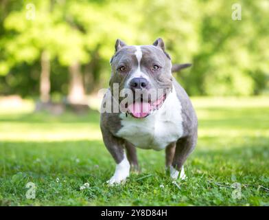 Ein muskulöser, kurzer und kräftiger amerikanischer Tyrannehund mit abgeschnittenen Ohren, der draußen steht Stockfoto