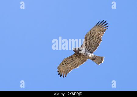 Ein Kurzzehenadler, Circaetus gallicus, auch bekannt als Kurzzehenadler, fotografiert im Flug vor einem hellblauen Himmel. Stockfoto