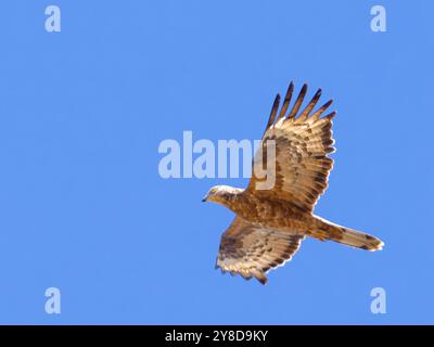 Ein europäischer Honigbussard, Pernis apivorus, auch bekannt als Pern oder gewöhnliches Ppern, der an einem hellblauen Himmel aufsteigt. Stockfoto