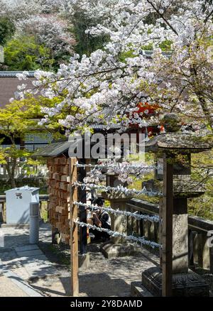 Außerhalb eines Shinto-Tempels im Frühling, Japan, mit Omikuji-Papieren, die an einem Ständer gebunden sind, und Sakura-Kirschblüten Stockfoto