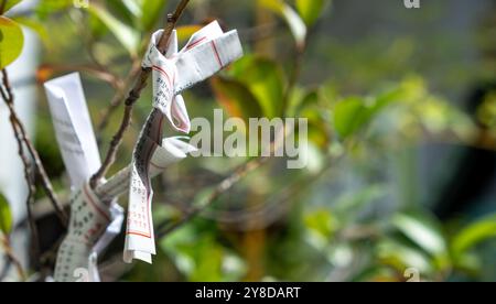 Omikuji kleine Glückserzählungspapiere, die an einem Baum im Freien an einem Shinto-Schrein oder buddhistischen Tempel in Japan gefesselt sind, Nahaufnahme Stockfoto