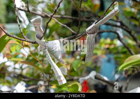 Omikuji kleine Glückserzählungspapiere, die an einem Baum im Freien an einem Shinto-Schrein oder buddhistischen Tempel in Japan gefesselt sind, Nahaufnahme Stockfoto