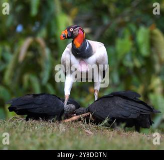 König Geier (Saracoramphus Papa) von Costa Rica Stockfoto