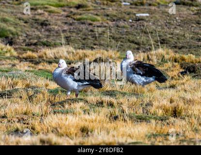 Ein Paar Andengänse (Oressochen melanopterus), die auf dem Grasfeld stehen. Peru, Südamerika. Stockfoto