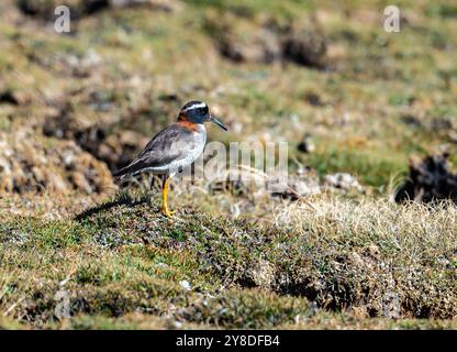 Ein Diademed Sandpiper-Plover (Phegornis mitchellii), der im Moor der hohen Anden auf der Suche ist. Peru, Südamerika. Stockfoto