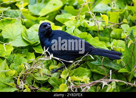 Ein Scrub Blackbird (Dives warczewiczi), der in Büschen auf der Suche ist. Peru, Südamerika. Stockfoto