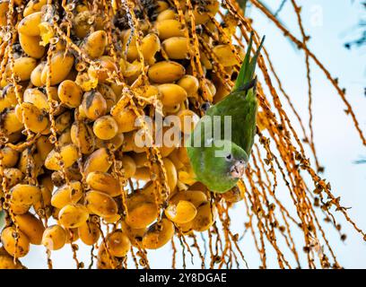 Ein Weißflügelsittich (Brotogeris versicolurus), der sich von Orangenpalmenfrüchten ernährt. Peru, Südamerika. Stockfoto