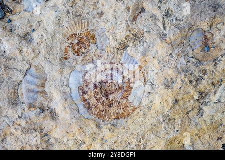 Fossilien von Ammoniten in Sandstein. Peru, Südamerika. Stockfoto