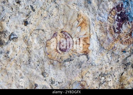Fossilien von Ammoniten in Sandstein. Peru, Südamerika. Stockfoto