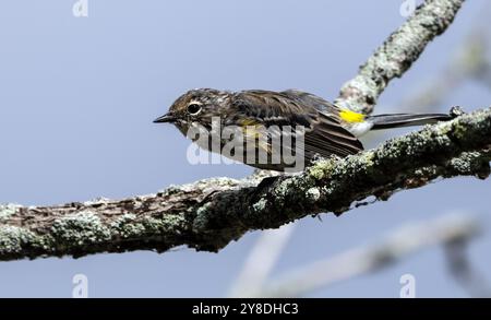 Nahaufnahme eines Gelbrumpen Warblers, der während der Herbstmigration auf einer Niederlassung thront, Ontario, Kanada Stockfoto
